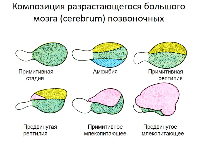 Композиция разрастающегося большого мозга (cerebrum) позвоночных Примитивная       